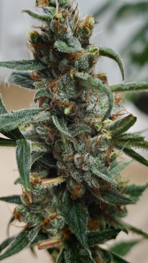 Vgrow|Grape Gas. Week 12