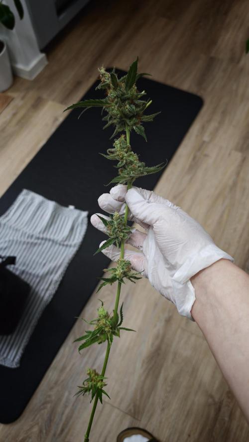 Vgrow|Grape Gas. Week 12