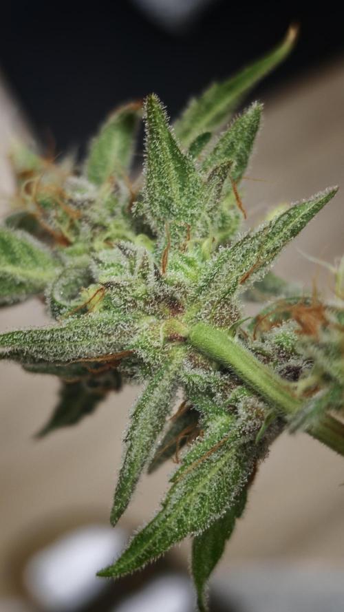 Vgrow|Grape Gas. Week 12