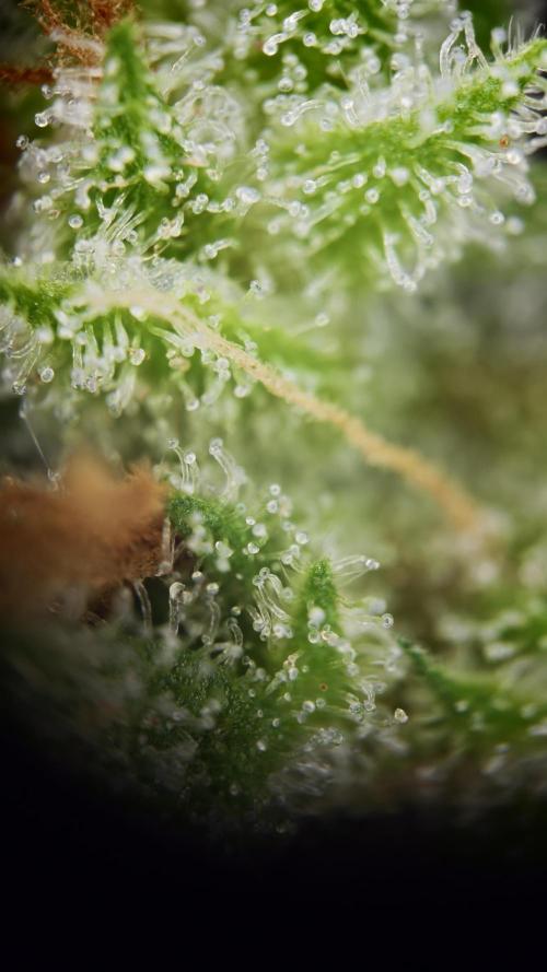 Vgrow|Grape Gas. Week 12