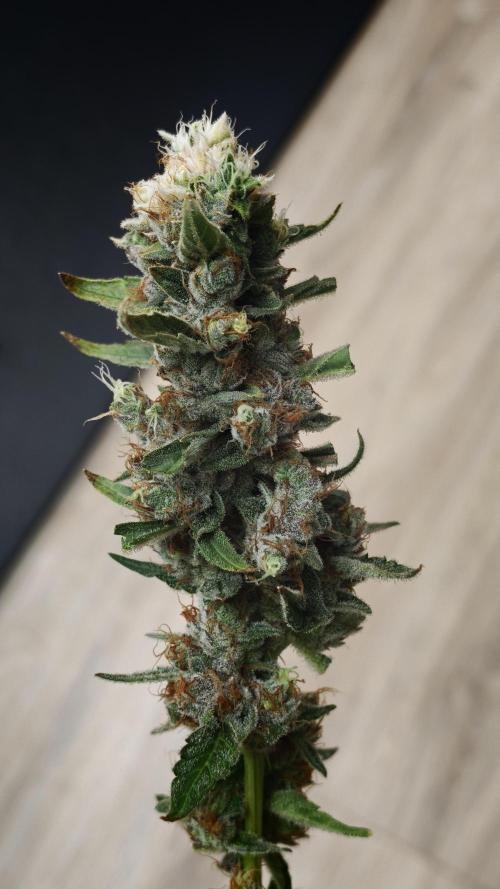 Vgrow|Grape Gas. Week 12