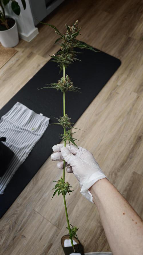 Vgrow|Grape Gas. Week 12
