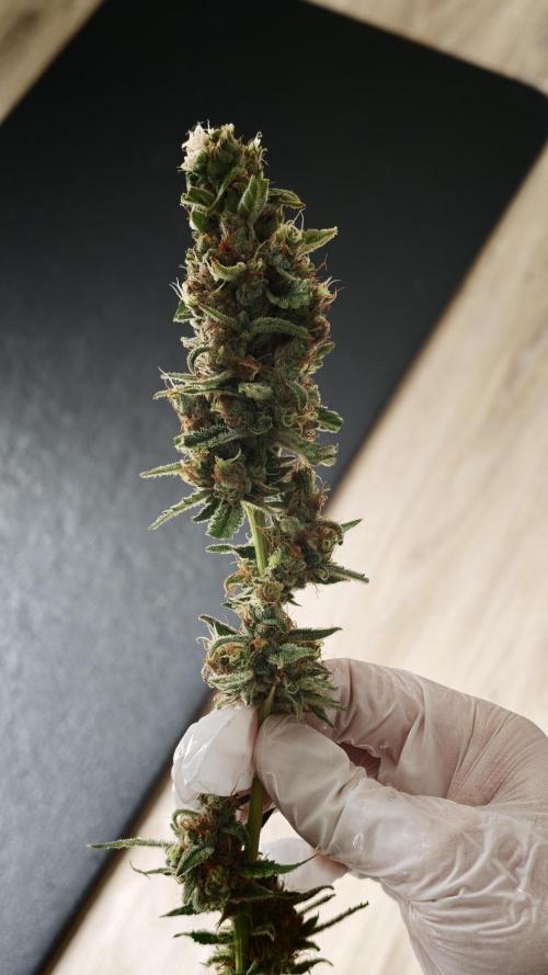 Vgrow|Grape Gas. Week 12