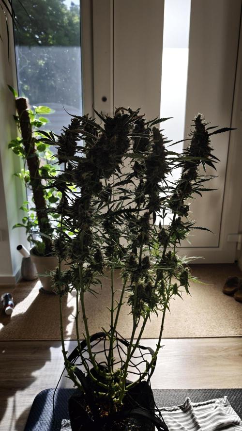 Vgrow|Grape Gas. Week 12