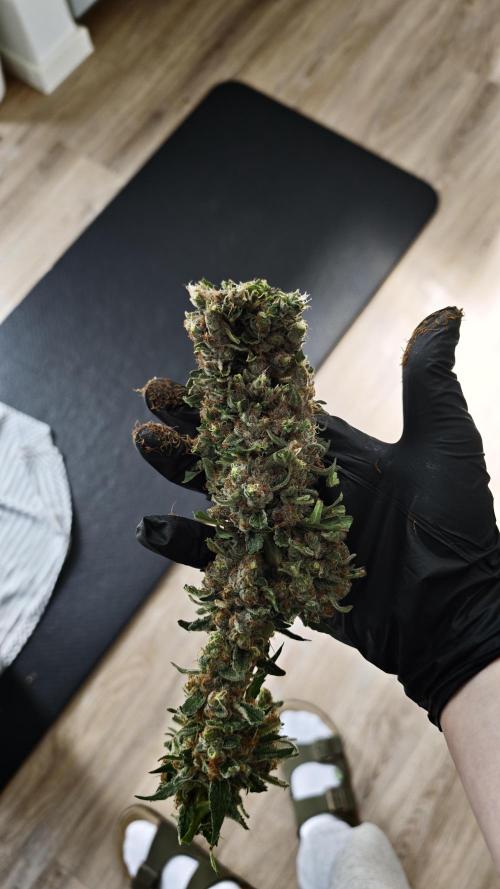 Vgrow|Grape Gas. Week 12