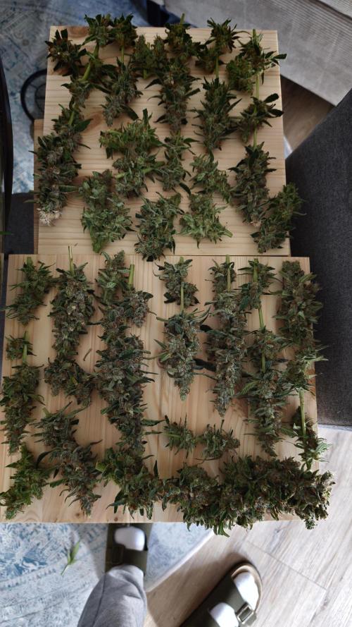 Vgrow|Grape Gas. Week 12