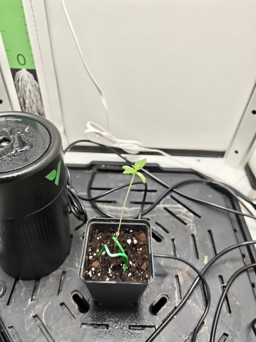 Vgrow. Week 0