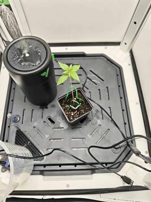 Vgrow. Week 1