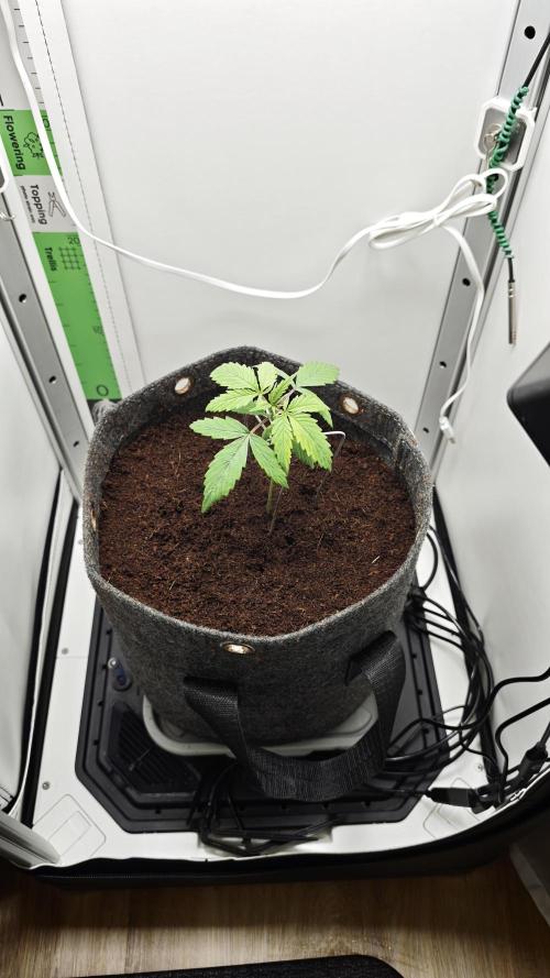 Vgrow | Mac. Week 1