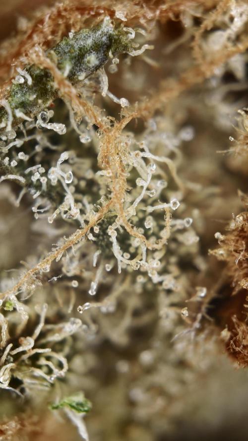 Vgrow|Grape Gas. Week 12