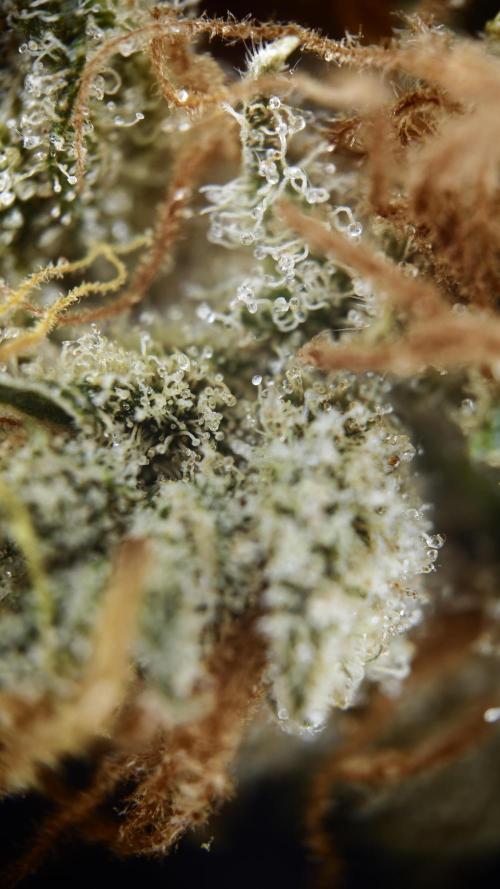 Vgrow|Grape Gas. Week 12
