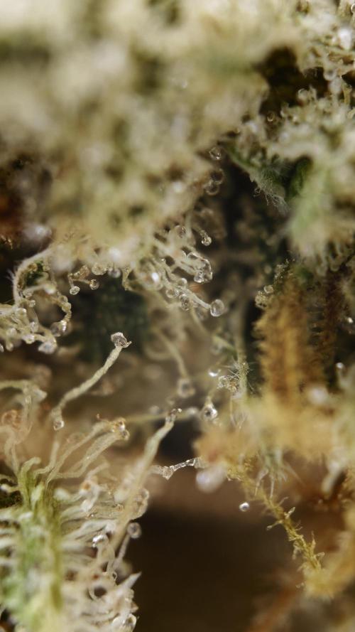 Vgrow|Grape Gas. Week 12