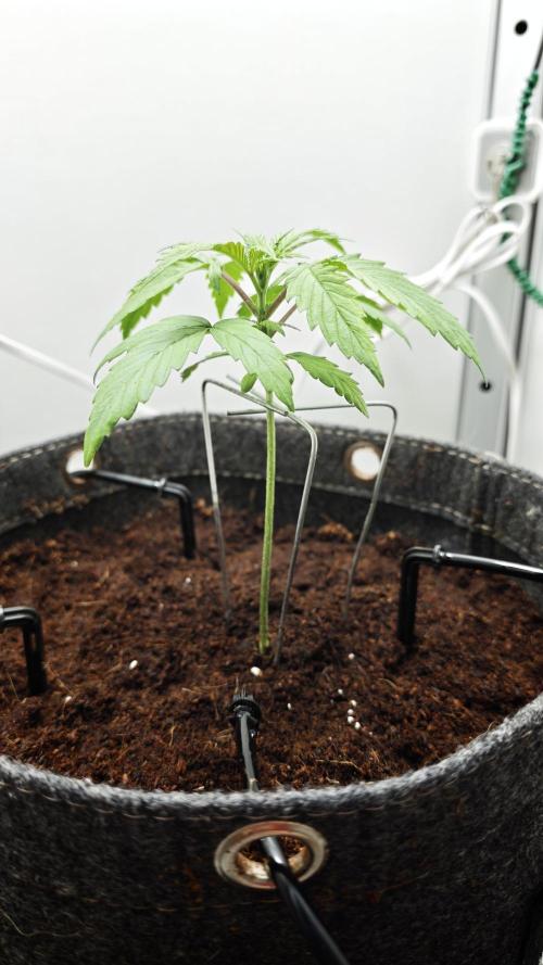 Vgrow | Mac. Week 1