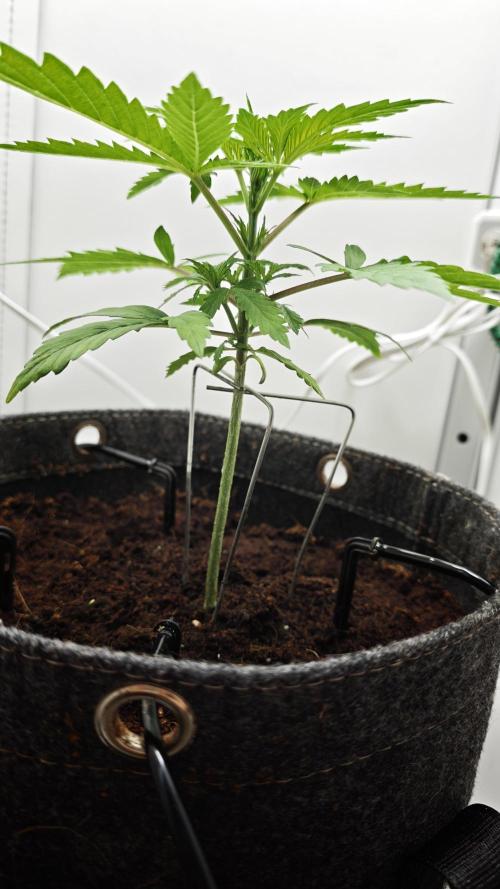 Vgrow. Week 1
