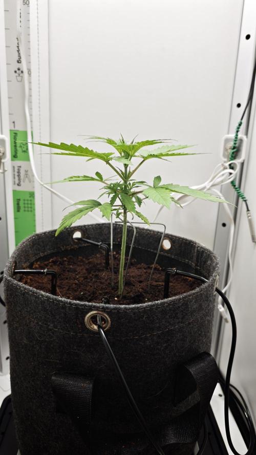 Vgrow | Mac. Week 2