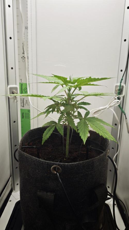 Vgrow | Mac. Week 2