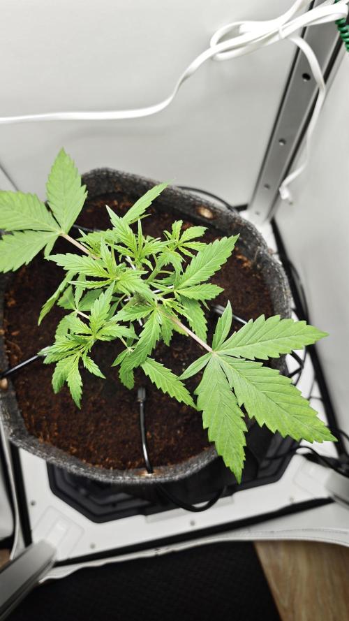 Vgrow | Mac. Week 2