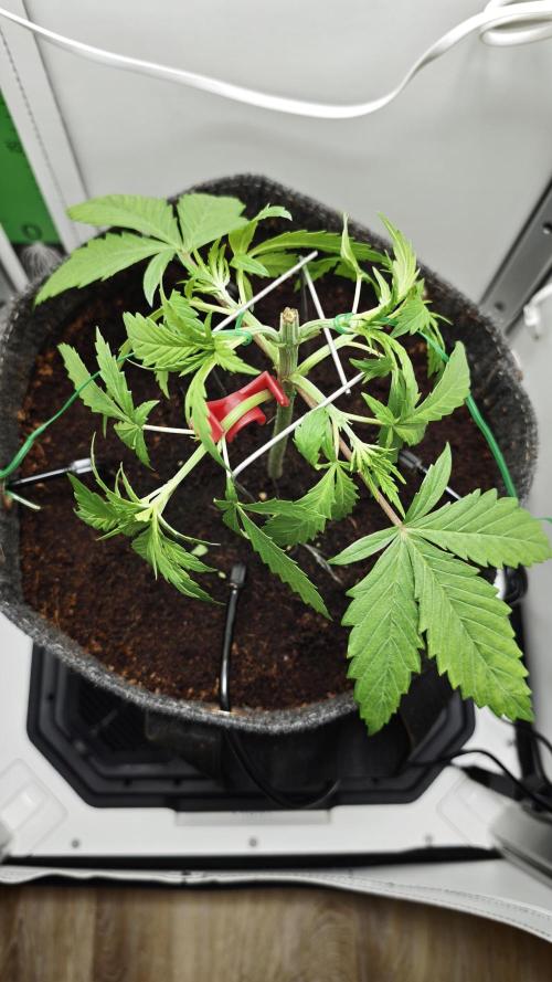 Vgrow | Mac. Week 2