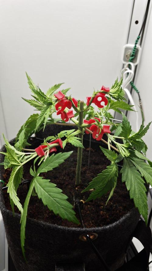 Vgrow | Mac. Week 3