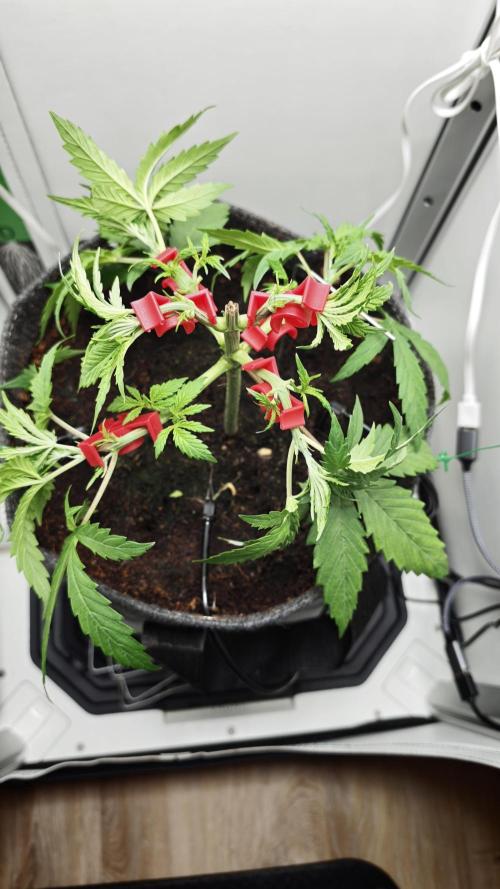 Vgrow | Mac. Week 3