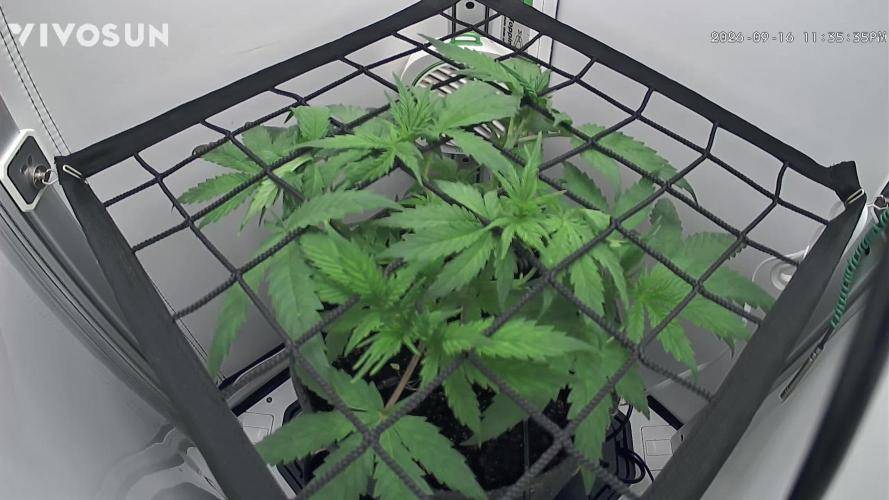 Vgrow. Week 4