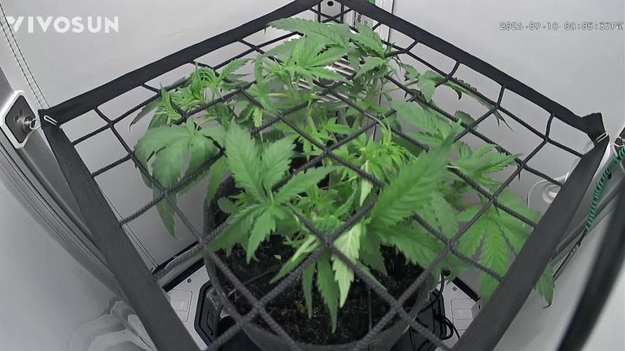 Vgrow. Week 5