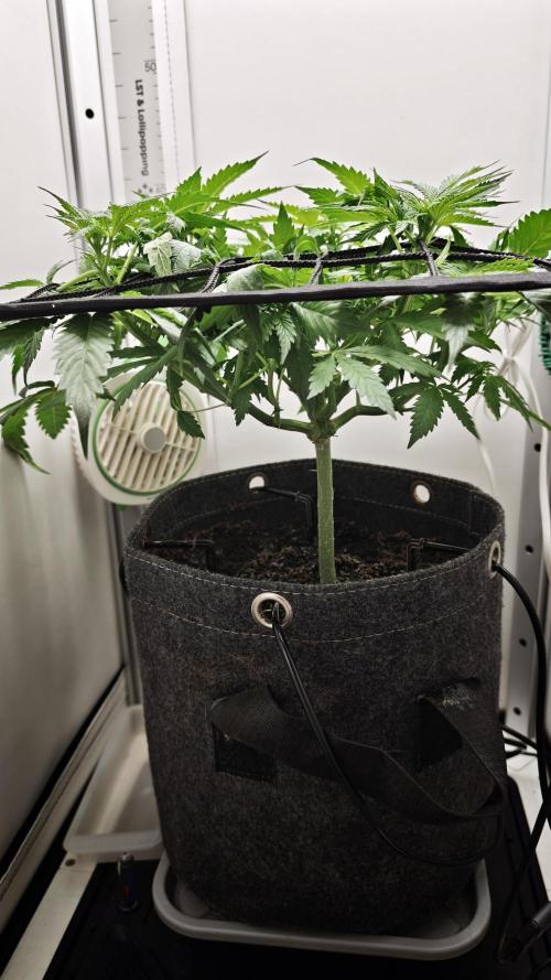 Vgrow | Mac. Week 5