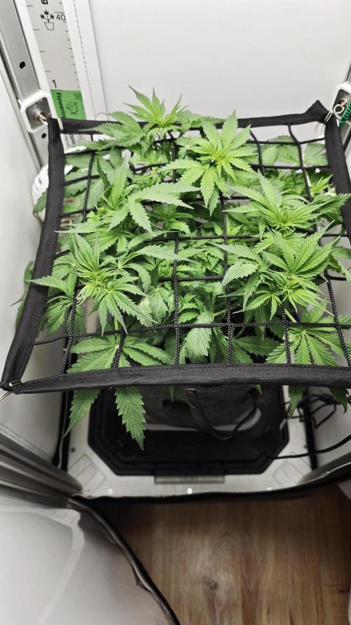 Vgrow | Mac. Week 5
