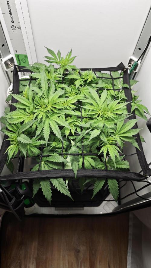 Vgrow | Mac. Week 5
