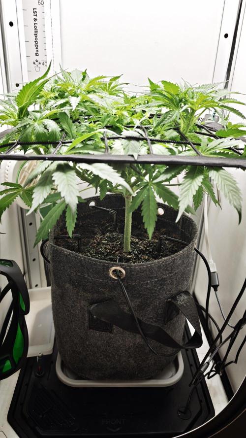 Vgrow | Mac. Week 5
