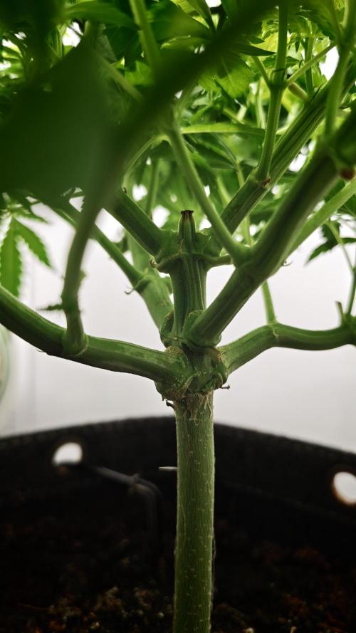Vgrow | Mac. Week 5