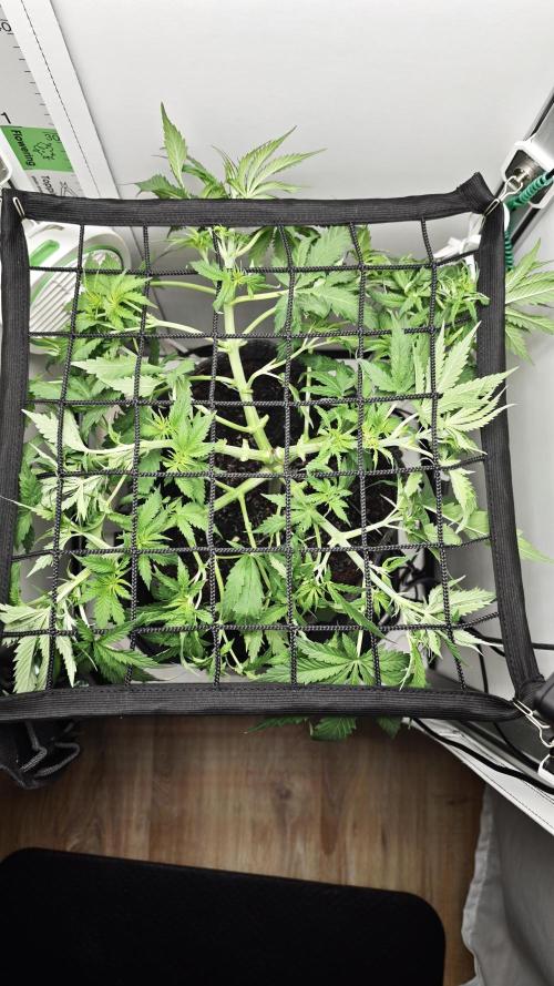 Vgrow | Mac. Week 5
