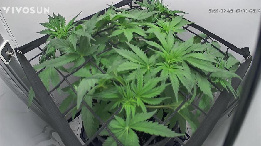 Vgrow. Week 6