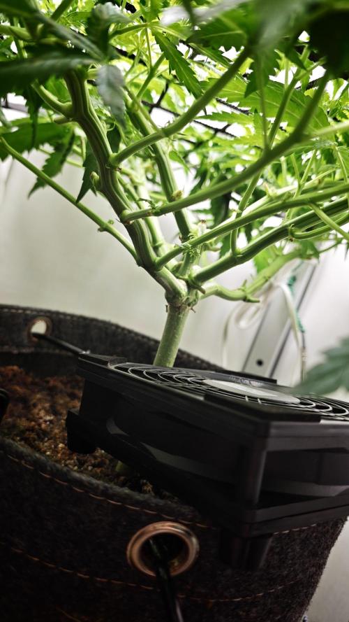 Vgrow | Mac. Week 6