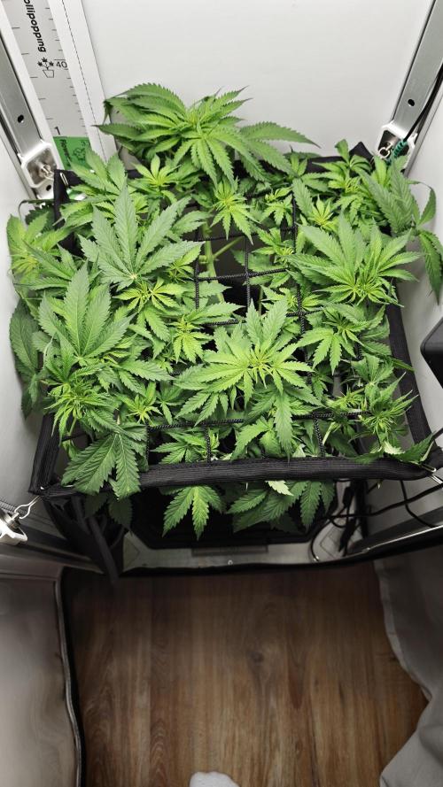 Vgrow | Mac. Week 6