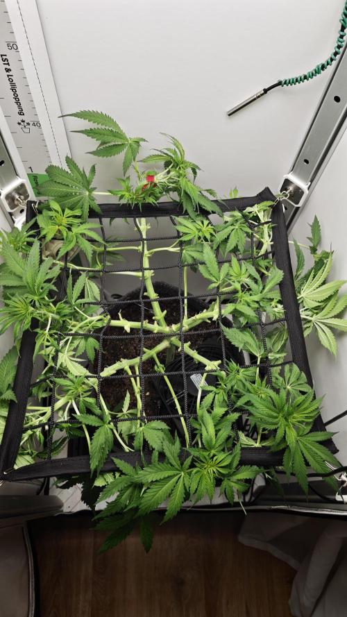 Vgrow | Mac. Week 6