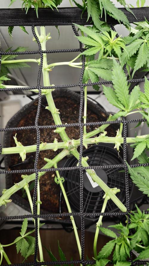 Vgrow | Mac. Week 6