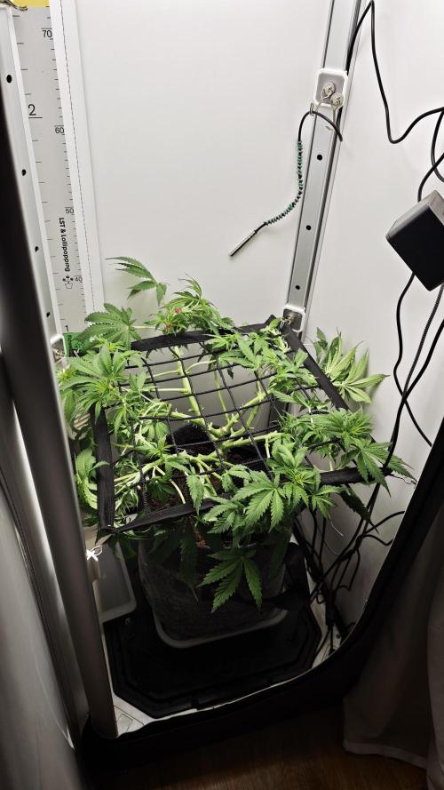 Vgrow | Mac. Week 6
