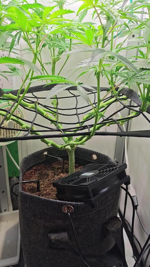 Vgrow. Week 7