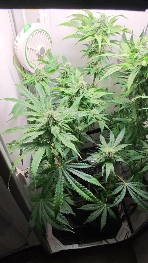 Vgrow. Week 9