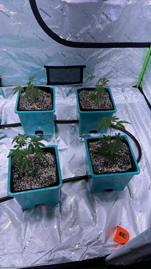 Pineapple Kush & Legendary OG Punch. Week 0 - Initial Planting