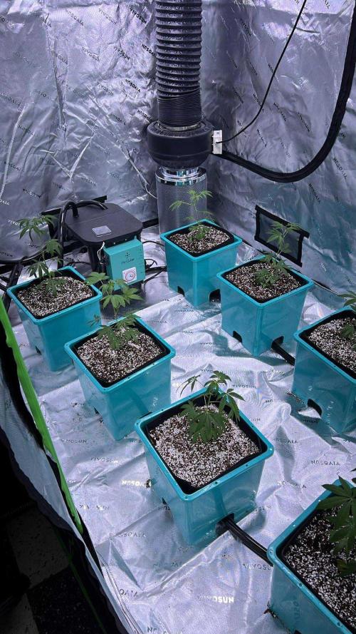 Pineapple Kush & Legendary OG Punch. Week 0 - Initial Planting