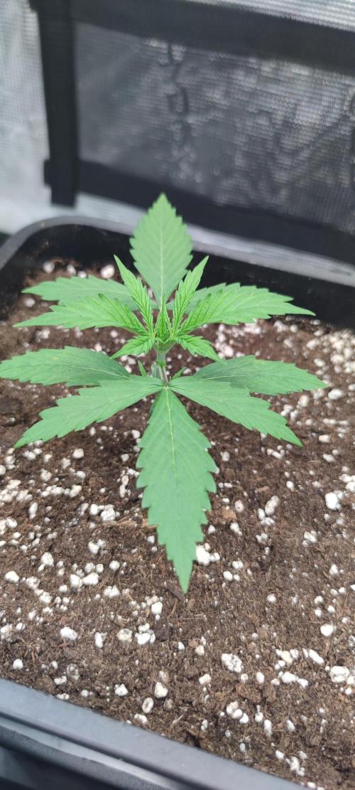 Lemon cherry Cookies Auto. Week 0