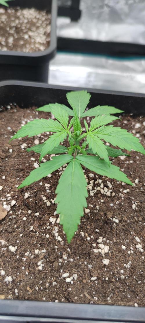 Lemon cherry Cookies Auto. Week 0