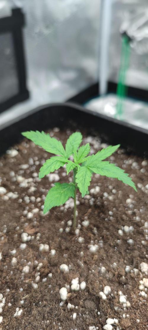 Lemon cherry Cookies Auto. Week 0