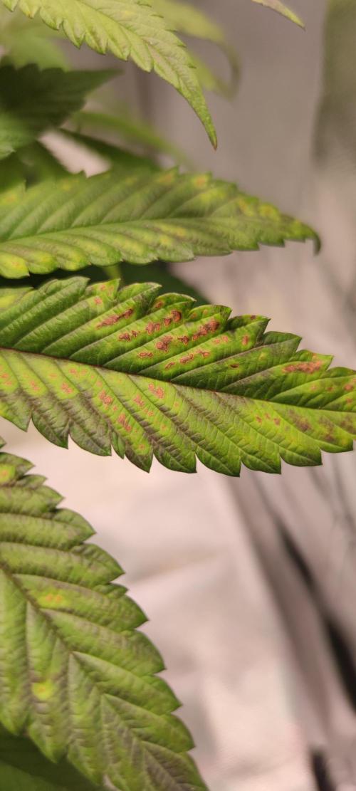 Penut Butter Cookies Photo Testgrow. Week 5