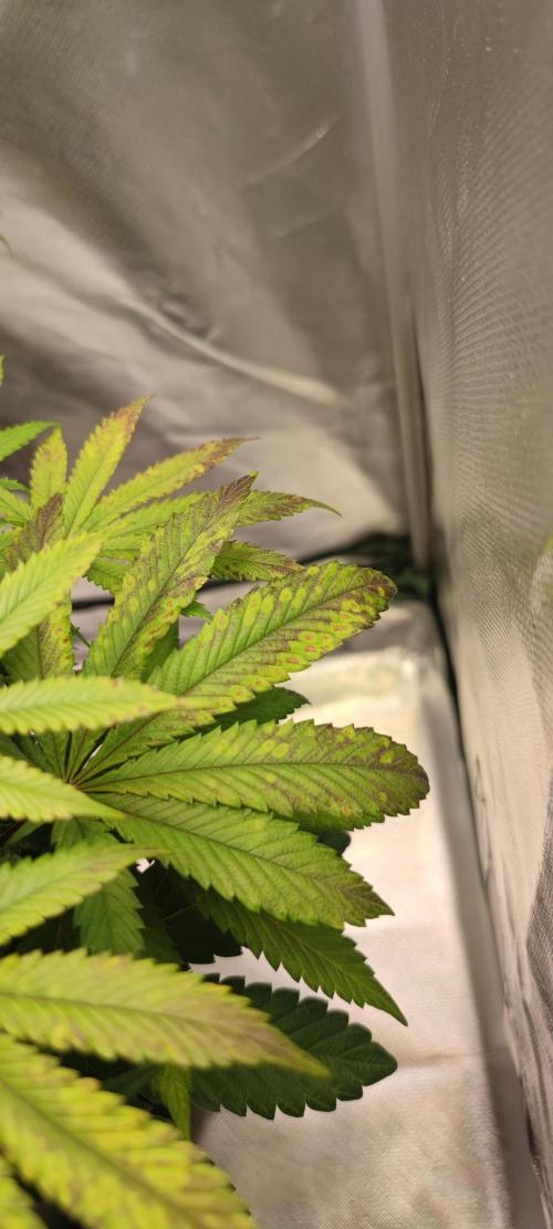 Penut Butter Cookies Photo Testgrow. Week 5