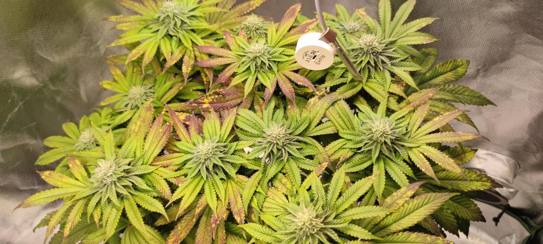 Penut Butter Cookies Photo Testgrow. Week 5