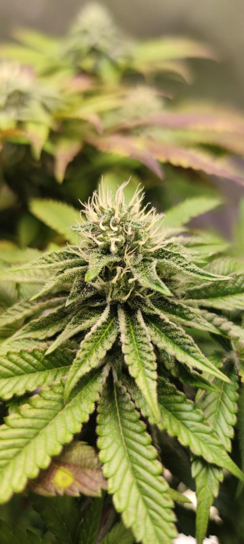 Penut Butter Cookies Photo Testgrow. Week 5