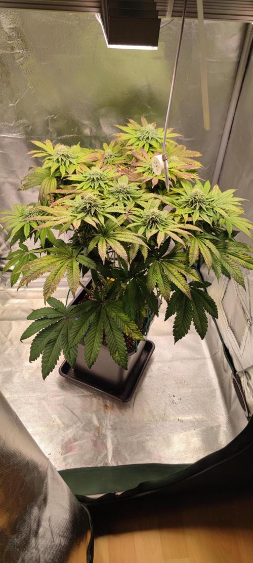 Penut Butter Cookies Photo Testgrow. Week 5